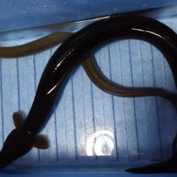 極太ウナギ！きたー！