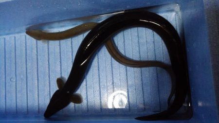 極太ウナギ！きたー！