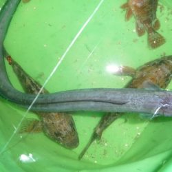 太刀キャッチできず。。