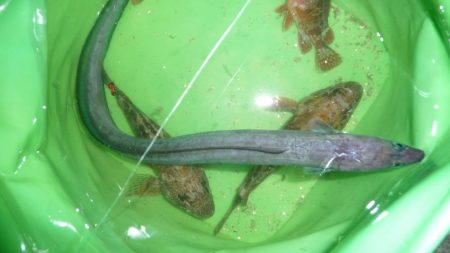 太刀キャッチできず。。