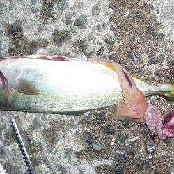 ギリボウズ逃れ＾＾；