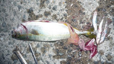 ギリボウズ逃れ＾＾；