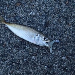 アタリが楽しい豆アジゲーム(^^)