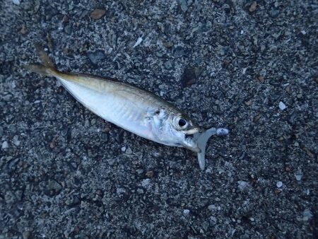 アタリが楽しい豆アジゲーム(^^)