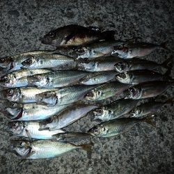 アジングのち豆アジング!