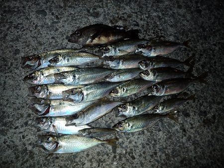 アジングのち豆アジング！