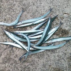 向かい風でサヨリ釣り