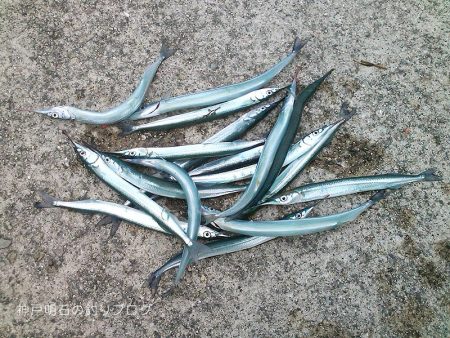 向かい風でサヨリ釣り