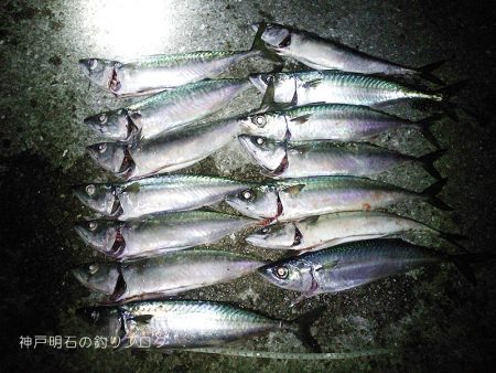 夜のウキ釣り 中サバの数釣り