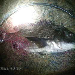 サヨリとクロダイ。