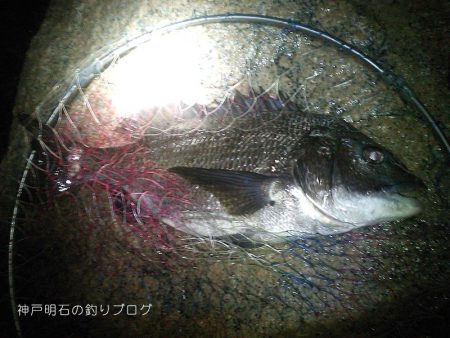 サヨリとクロダイ。