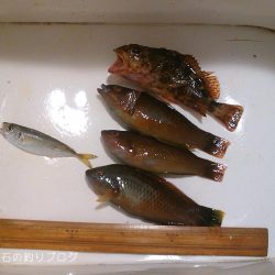ダンゴ釣りとサバ狙い