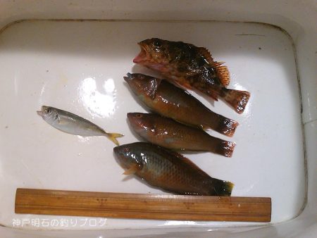 ダンゴ釣りとサバ狙い