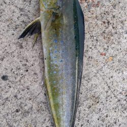 ペンペン(シイラ)