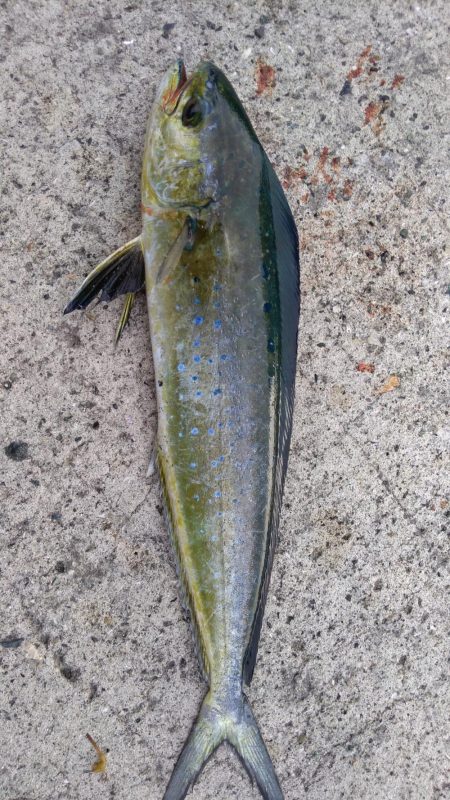 ペンペン(シイラ)