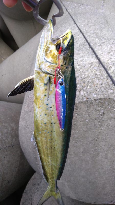 ダイソージグでもペンペン