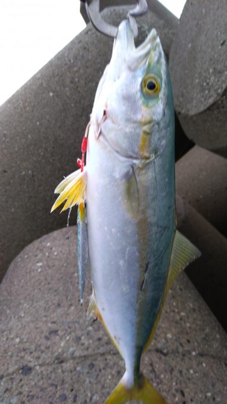 ヤズのちペンペン