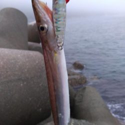 カマスのちペンペンシイラ