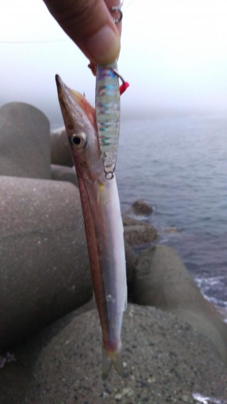 カマスのちペンペンシイラ