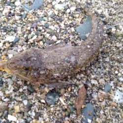 チョイ投げでシロギス