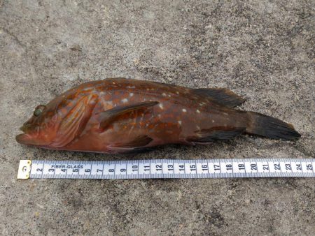 船釣りが出来なかったので舞鶴親海公園にて