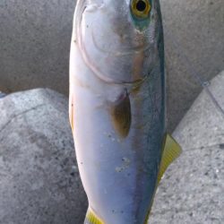 ショアジギ3目釣り