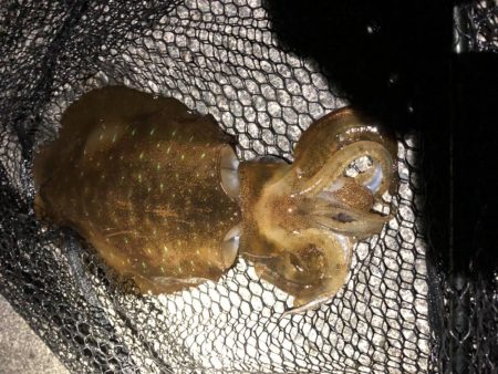 アオリイカまだまだ釣れてます