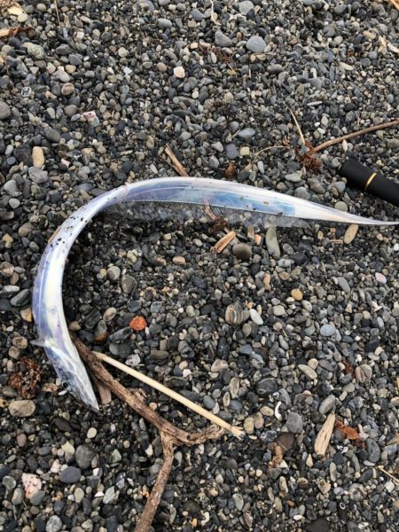 ヒラメ狙いで太刀魚