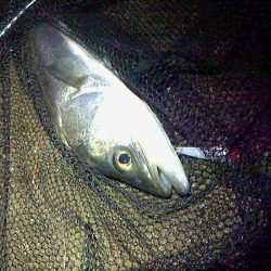 シーバスよりチヌの方が活性が高めか?