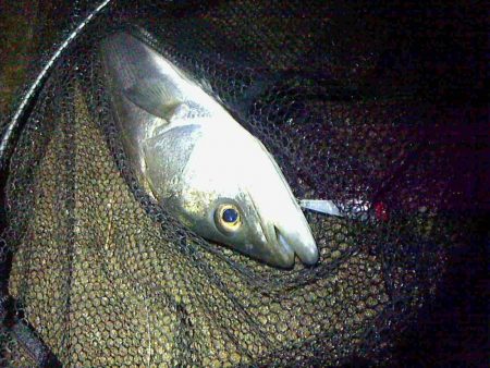 シーバスよりチヌの方が活性が高めか?