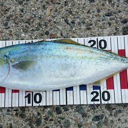 今年初青物！！