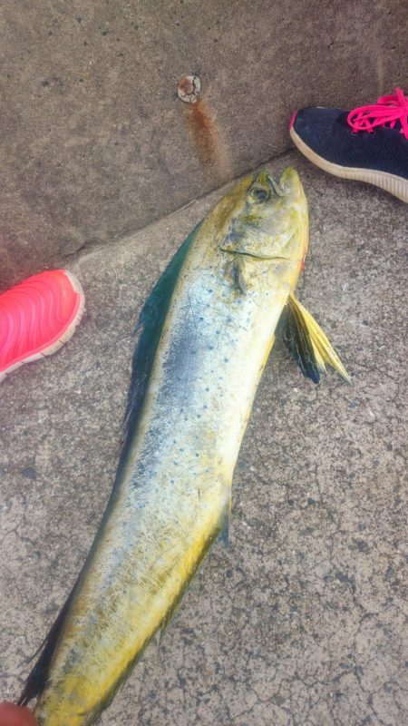 シイラとカツオ