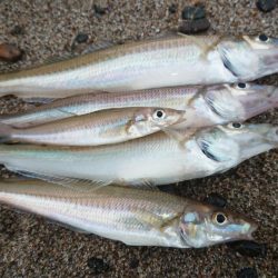 良型のキスを求めて