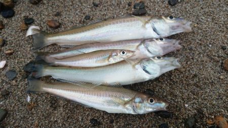 良型のキスを求めて