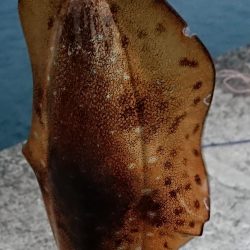 ヤル気満々イカ