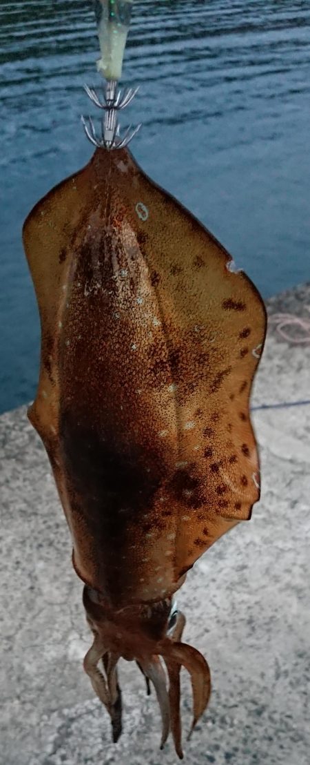 ヤル気満々イカ