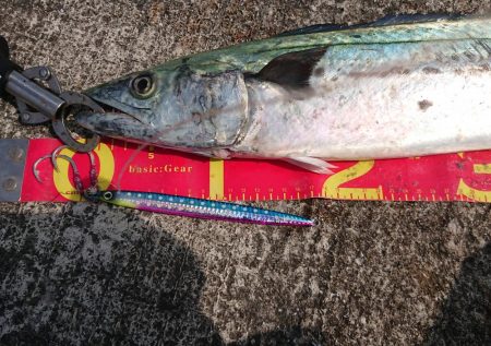 今年初のサゴシ捕獲