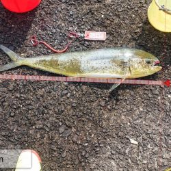 てるちゃん渡船