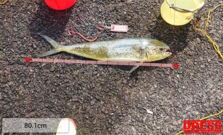 てるちゃん渡船