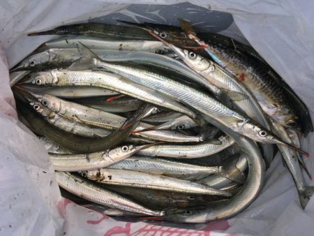 武庫川尻のサヨリ釣り開幕