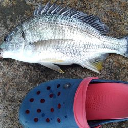 キビレ・モジャコ