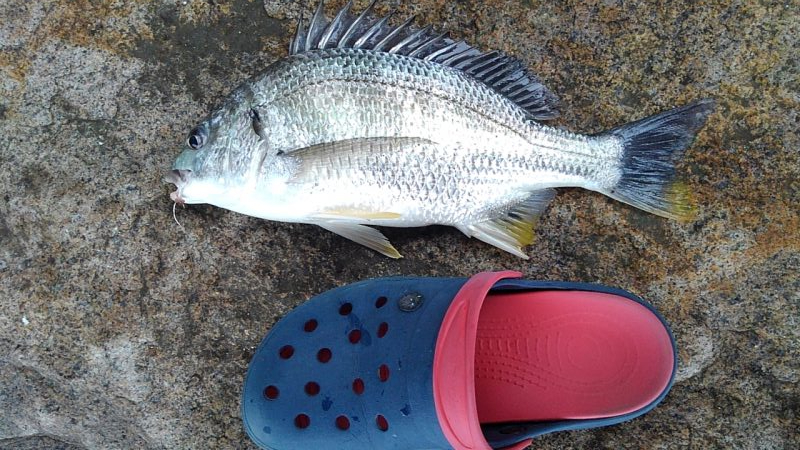 キビレ・モジャコ