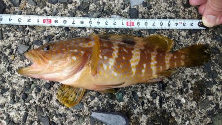 今年初のキジハタ