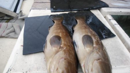 大物釣果速報！●光義丸：平戸市早福港