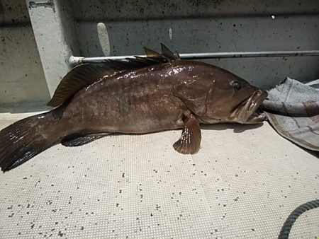 大物釣果速報！●光義丸：平戸市早福港