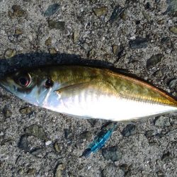 アジングでアジをやっと釣る事が出来ました。