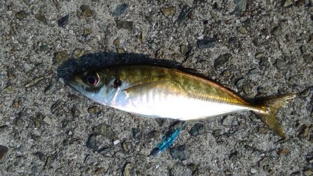 アジングでアジをやっと釣る事が出来ました。…
