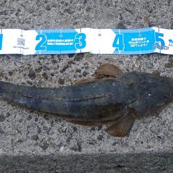 フラットフィッシュ狙いに！