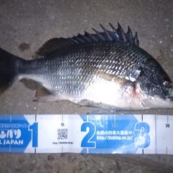 ダイソーワーム良く釣れます。