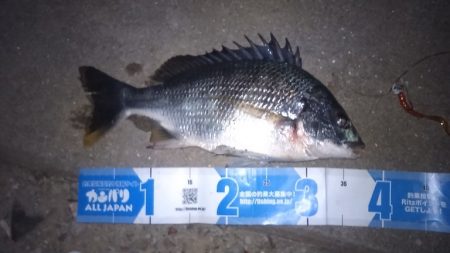 ダイソーワーム良く釣れます。